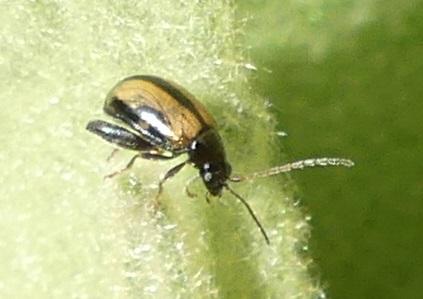 Réf. 260 012 : Longitarsus sp.
